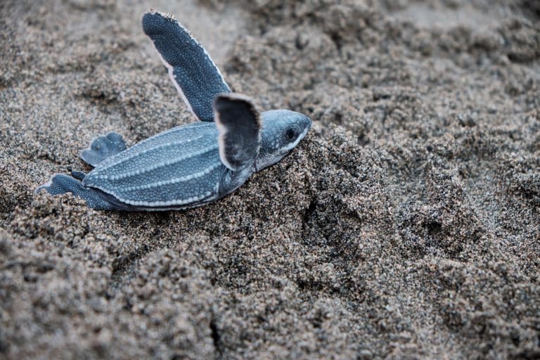 Nager avec les tortues aux Seychelles : le rituel que les couples ne racontent jamais assez